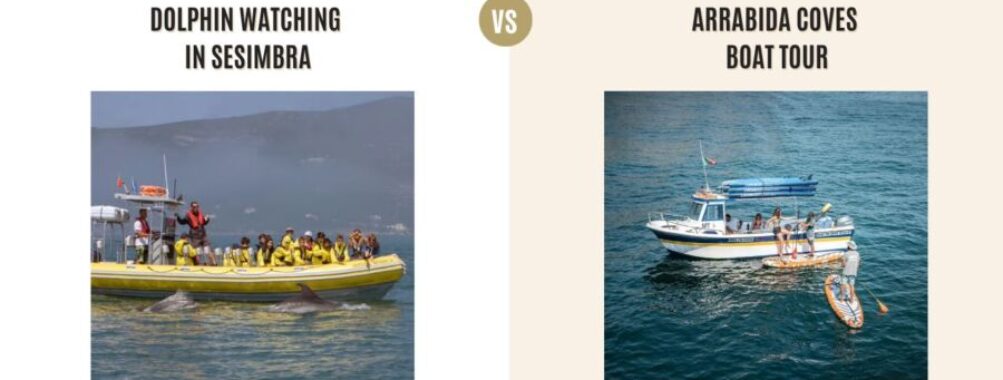 Dolphin Watching in Sesimbra vs Arrabida Coves Boat Tour: Which Tour Is Better?