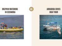 Dolphin Watching in Sesimbra vs Arrabida Coves Boat Tour: Which Tour Is Better?