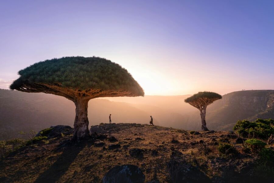 Dragons Blood Trees at sunrise, rocky landscape, two figures, serene natural beauty.