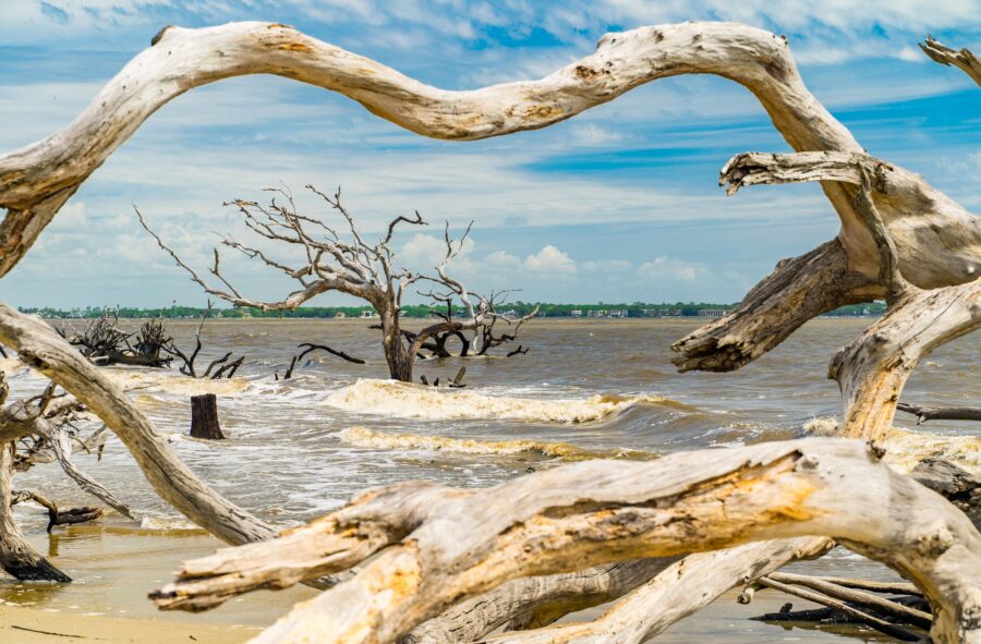 Driftwood on a sandy beach with gentle waves and a clear blue sky at Driftwood Beach, Jekyll Island, Georgia.