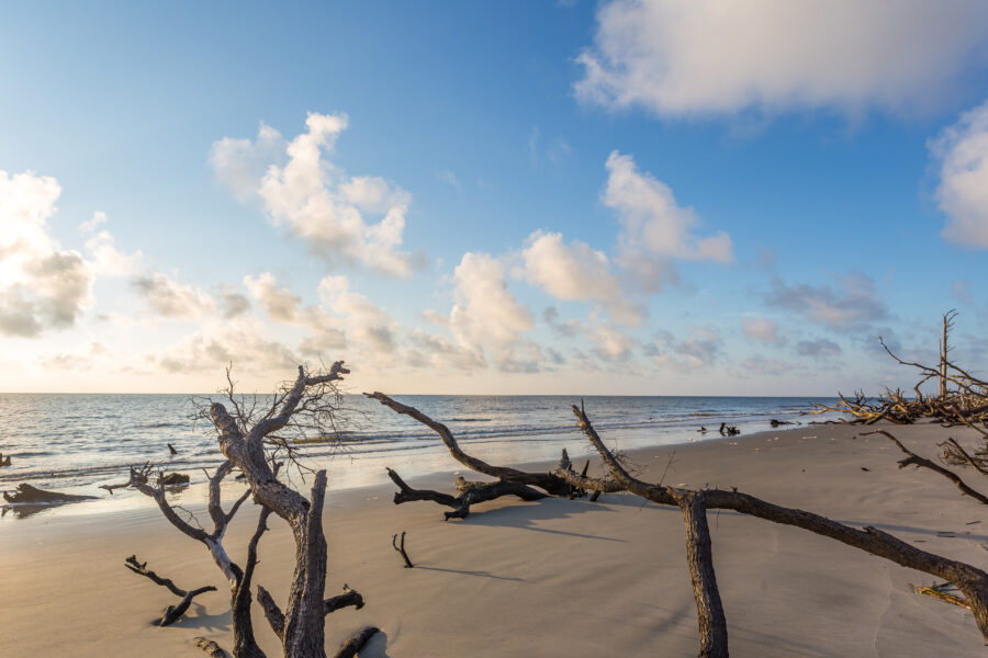 Scenic Driftwood Beach on Jekyll Island, Georgia, featuring weathered trees and soft sandy shores under a clear blue sky.
