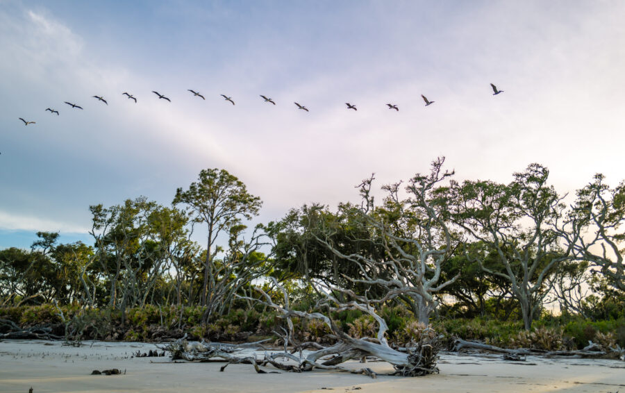 Sandy shore of Driftwood Beach, Jekyll Island, featuring dry trees under a cloudy sky, creating a serene landscape.