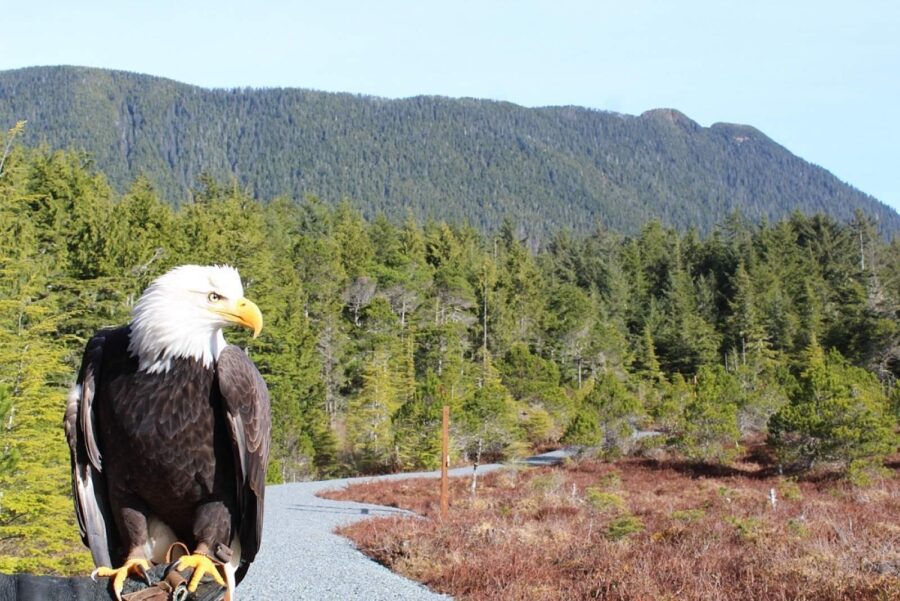 Bald eagle perched on post beside forest path in Alaska wilderness.