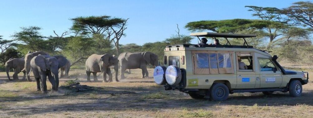 Africa Safari Trip Cost: Luxury Dreams Under $5000