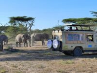 Africa Safari Trip Cost: Luxury Dreams Under $5000