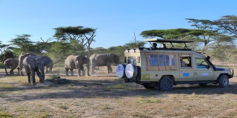 elephants safari landscape 1