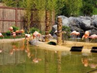 Essex County Turtle Back Zoo