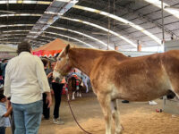 expo ganadera Travel Forum Reviews