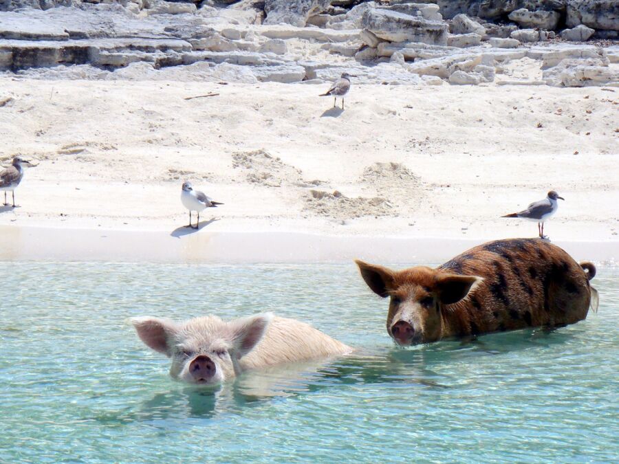 Two pigs swimming in the clear water at Exuma Pig Beach, with a sandy beach in the background.