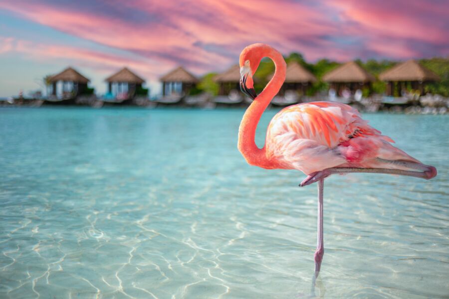 Closeup of a flamingo in the sea on Renaissance Island, Aruba