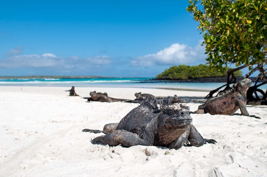 Galápagos marine iguanas basking on white sandy beach with turquoise ocean and mangroves.