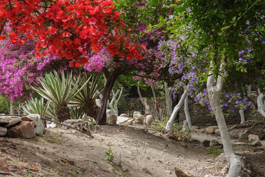 Vibrant garden with colorful bougainvillea, succulents, white tree trunks, and stone wall.