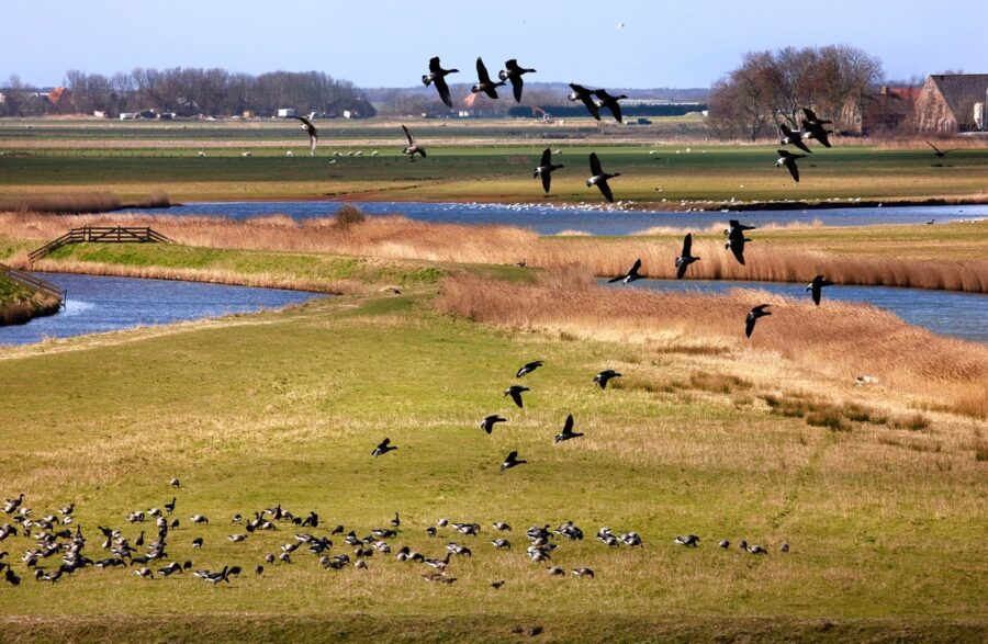 Flock of wild geese over river meadow wetland landscape in Texel countryside.