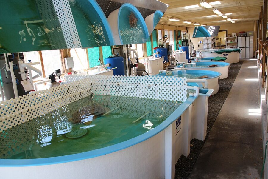 Georgia Sea Turtle Center on Jekyll Island, showcasing sea turtle rehabilitation and conservation efforts.
