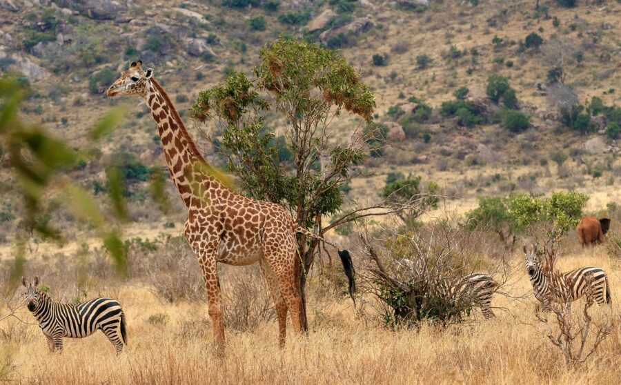 Giraffe and zebras in African savanna, surrounded by dry grasses and scattered shrubs.