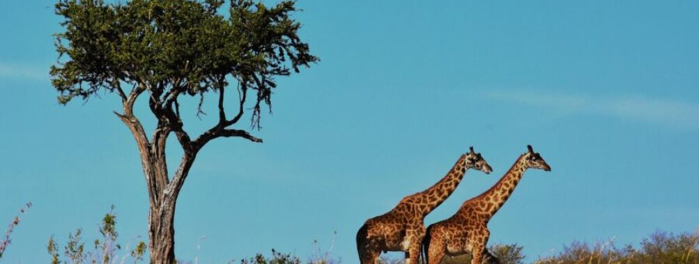 Tanzania Trip Cost