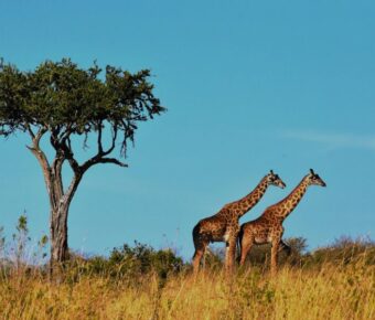 Tanzania Trip Cost
