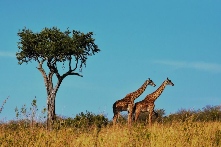 giraffes on savanna
