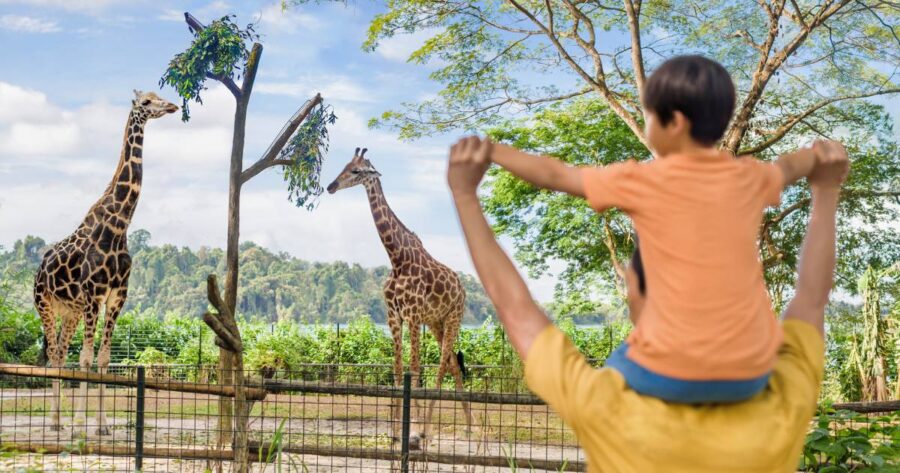 Child on adults shoulders, admiring giraffes at zoo on a sunny family day.