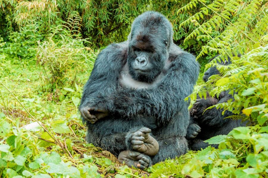 Gorilla in lush jungle, showcasing strength, serenity, and natural habitat.