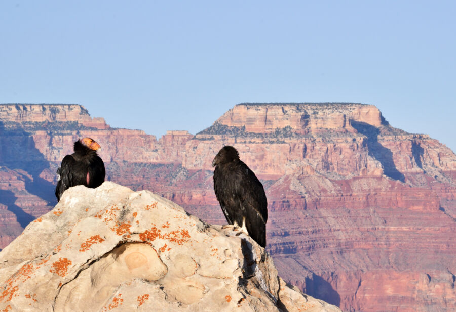 California Condors flying over the Grand Canyon, emphasizing their majestic wingspan and the stunning landscape below