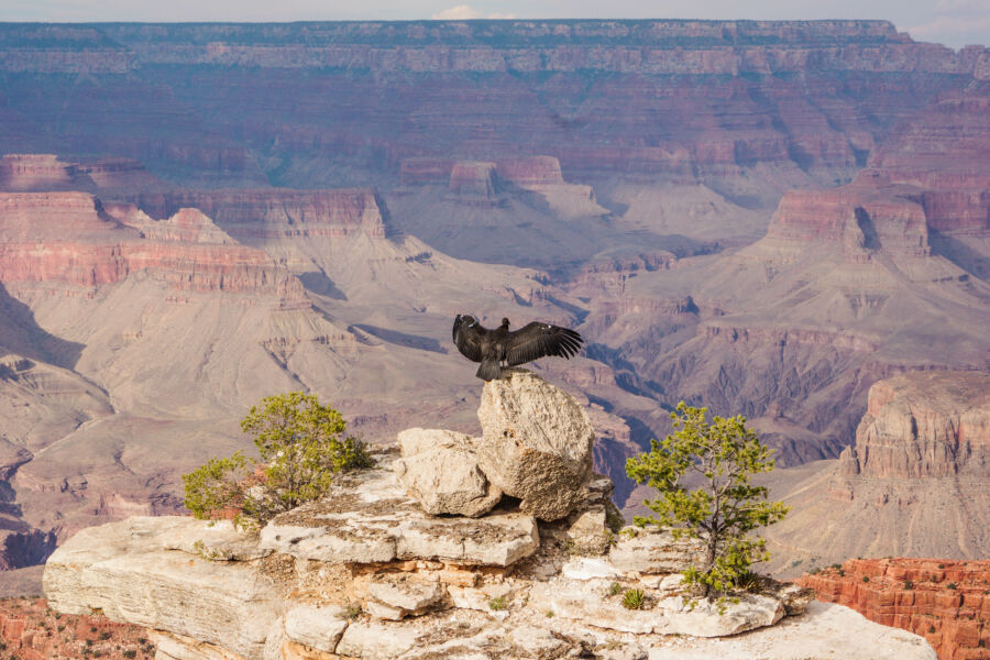 California condor at the Grand Canyon National Park, showcasing the park's vast landscape and natural beauty