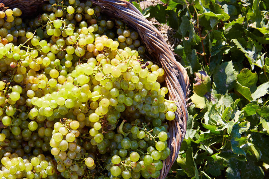 Fresh green grapes in a rustic wicker basket with grapevines, evoking harvest abundance.