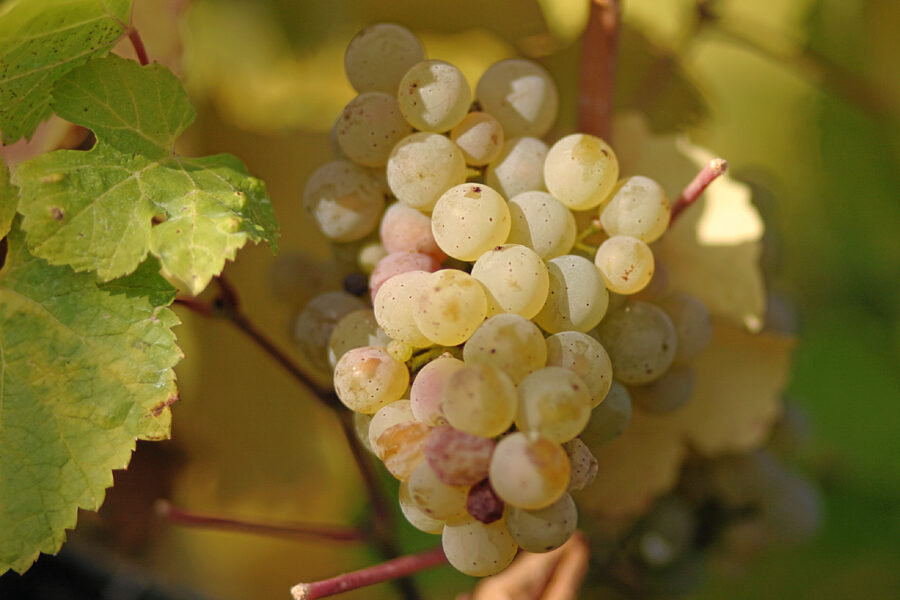 Riesling green grape cluster on vine with leaves in sunlit vineyard.
