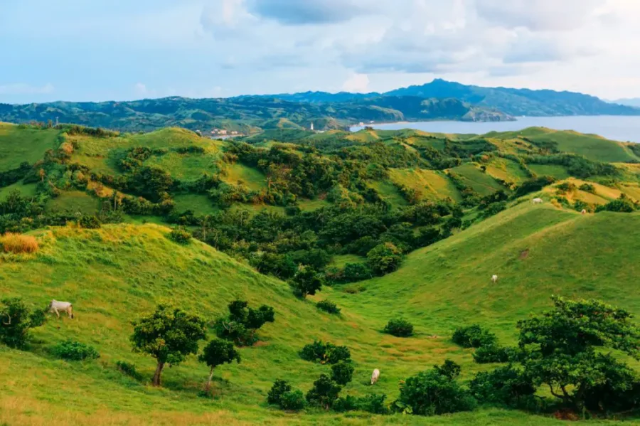 Green rolling pasture hills with grazing cows and coastal lighthouse bay view.