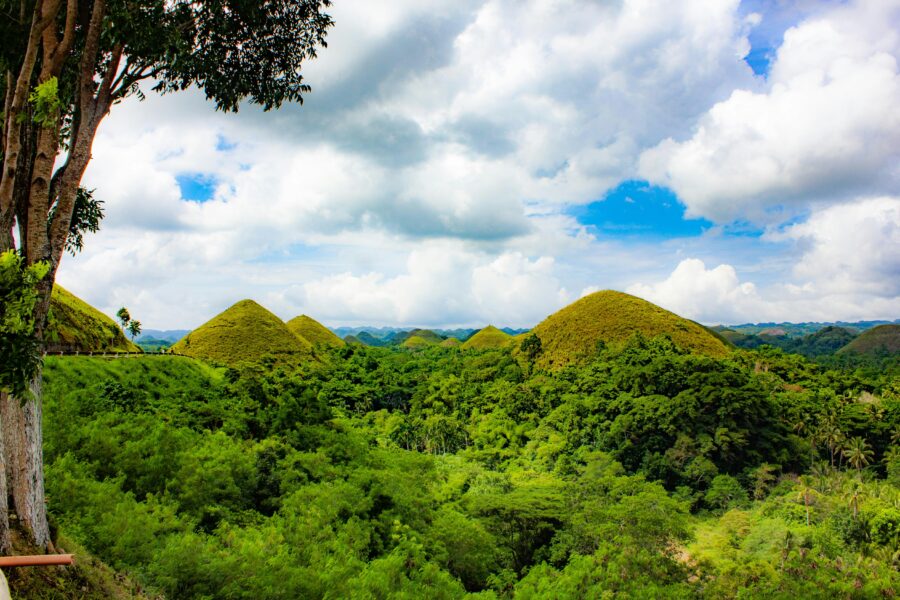 Panoramic green rolling hills and tropical valley with lone tree and conical grassy mounds.
