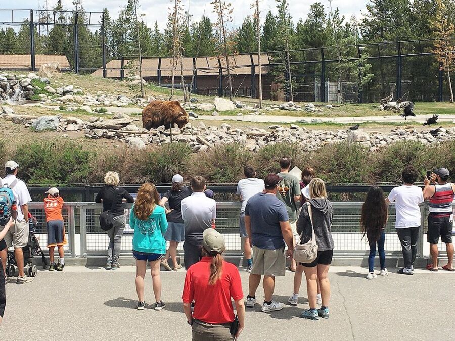 People gather to watch a bear at the Grizzly & Wolf Discovery Center, engaging with nature in a zoo setting.