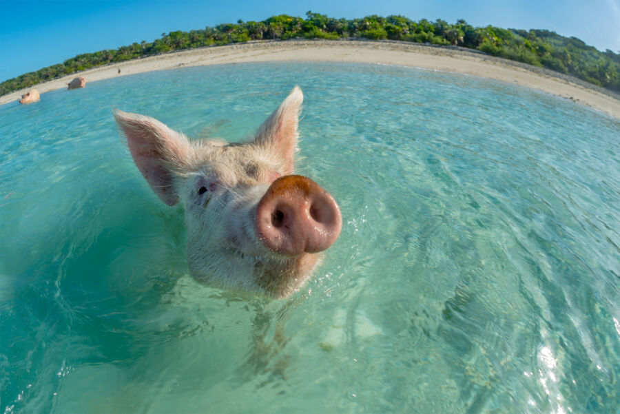 Wild pig gliding through the vibrant waters of Big Majors Cay in The Bahamas, highlighting the island's natural charm.
