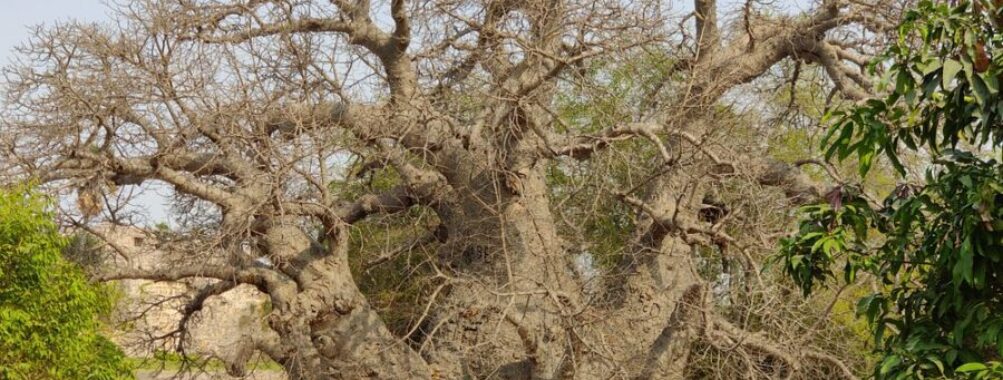 Hatiyan Jhad Baobab Tree