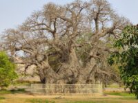 Hatiyan Jhad Baobab Tree