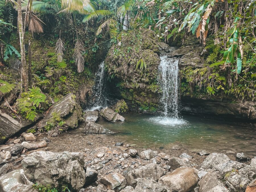 Lush hidden jungle creek with dense tropical plants, stone path, and tranquil green foliage.