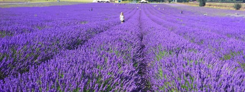 Hitchin Lavender