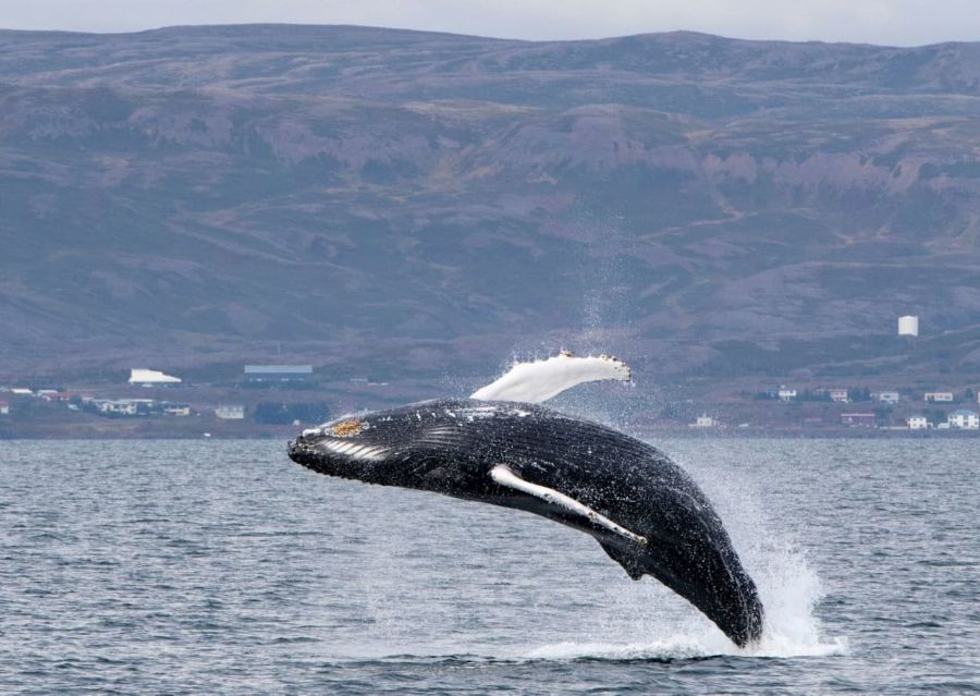 Whale Watching and Birdlife