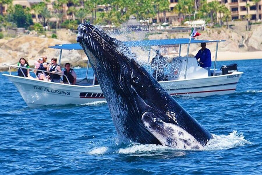 Humpback whale breaching near boat; ocean wildlife, whale watching, marine adventure.