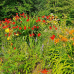 in Hamborn Botanical Garden
