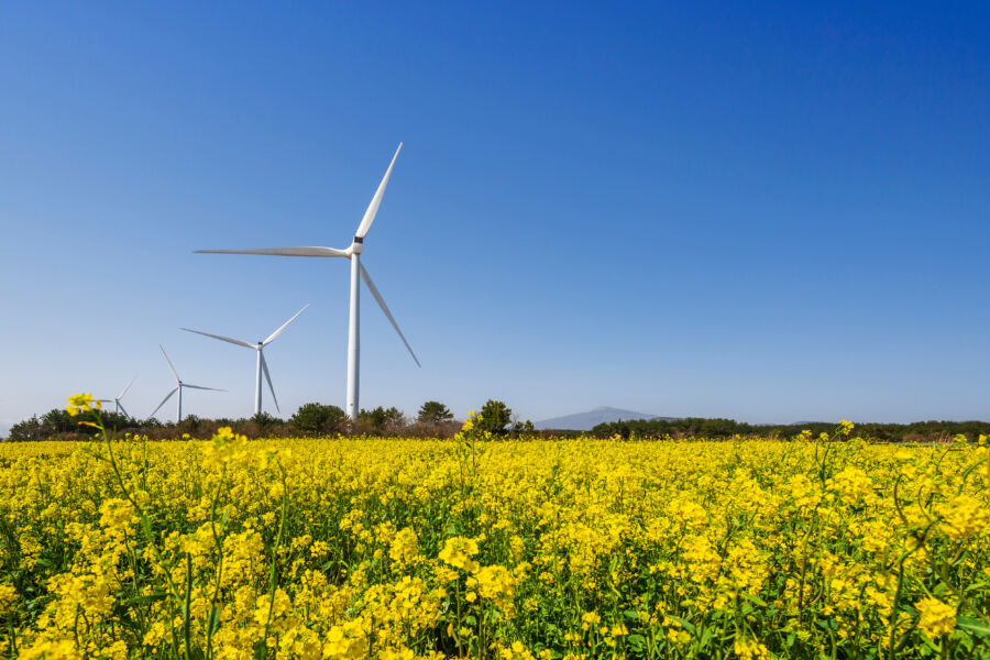 Vibrant rape flower fields on Jeju Island, featuring wind power generators in the background against a sunny sky