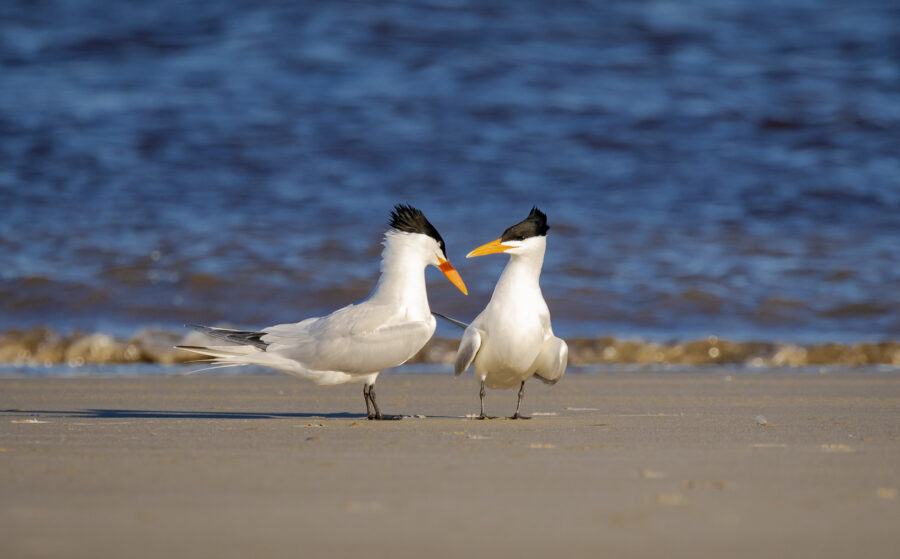 Two American Royal Terns in a breeding display on Jekyll Island Beach, with the ocean in the background.
