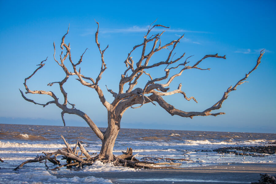 Aerial view of Driftwood Beach on Jekyll Island, showcasing its unique driftwood formations and sandy shoreline.