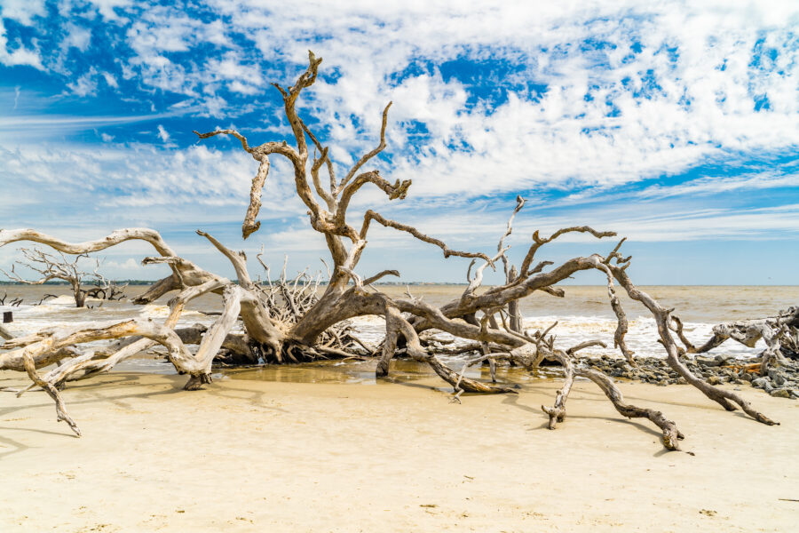 Driftwood Beach on Jekyll Island, Georgia, features weathered trees and serene ocean views under a clear blue sky.