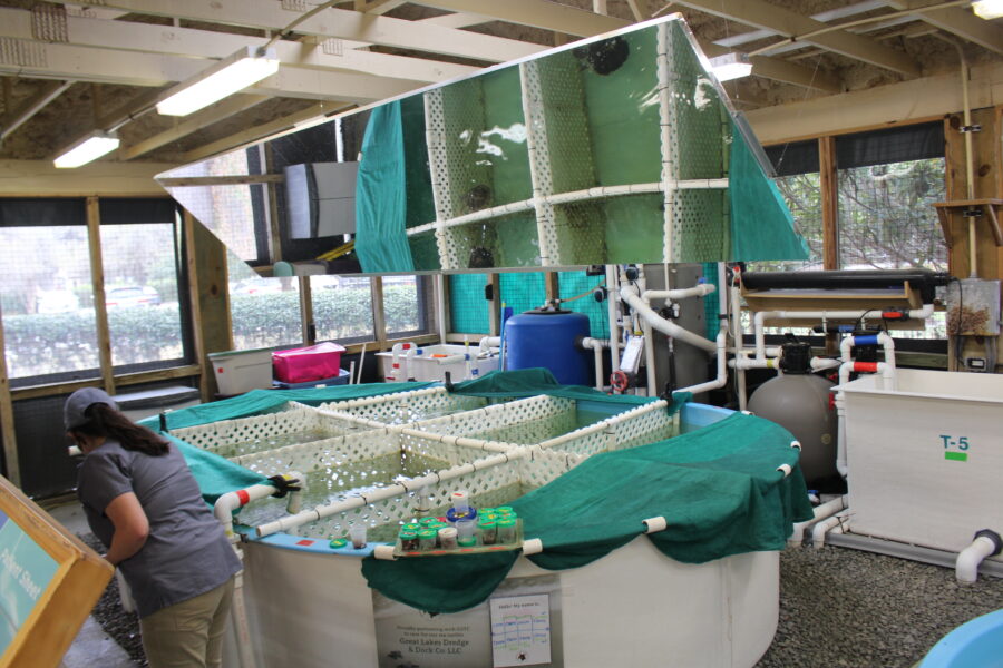 Georgia Sea Turtle Center on Jekyll Island, featuring a large pool for sea turtle rehabilitation and conservation efforts.