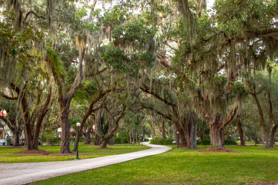 Scenic view of oak trees adorned with Spanish moss at Jekyll Island Park, showcasing the beauty of the coastal landscape.