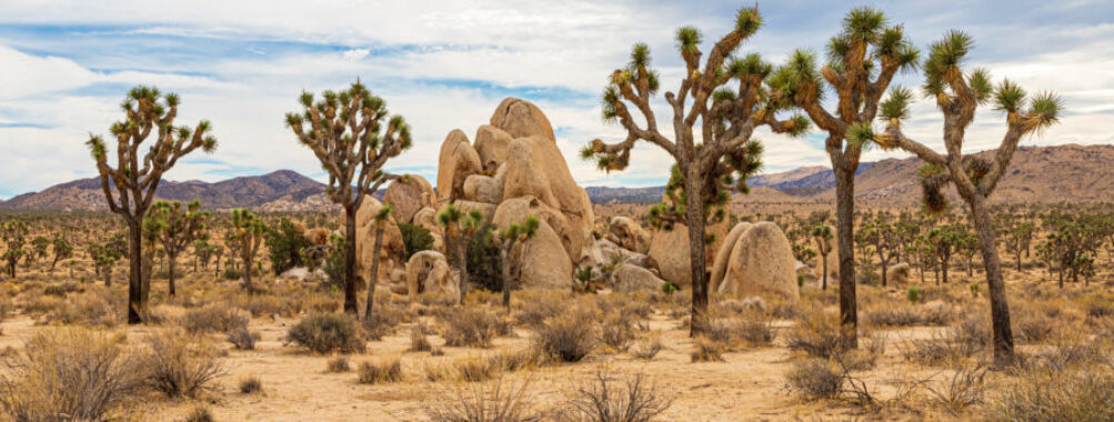 Scenic landscape of Joshua Tree National Park featuring distinctive Joshua trees and rugged rock formations against a bright sky.
