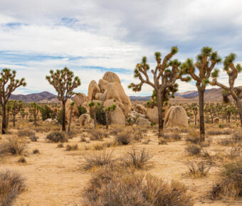 Scenic landscape of Joshua Tree National Park featuring distinctive Joshua trees and rugged rock formations against a bright sky.