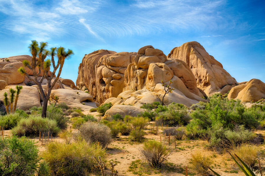 Panoramic view of Joshua Tree National Park showcasing unique rock formations and iconic Joshua trees under a clear blue sky