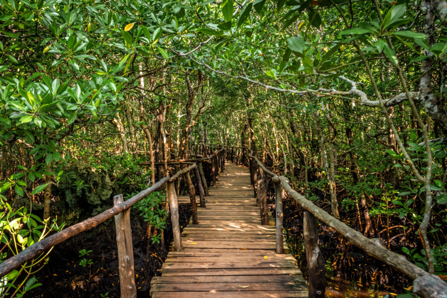 Scenic view of Jozani National Park's mangrove forest with a bridge connecting pathways through the vibrant landscape