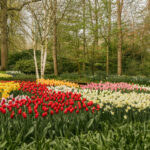 Vibrant tulip bloom in Keukenhof Flower Garden, showcasing colorful fields and flower alleys in Lisse, Netherlands